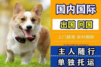 马鞍山市宠物托运公司马鞍山市宠物托运公司马鞍山市宠物托运公司