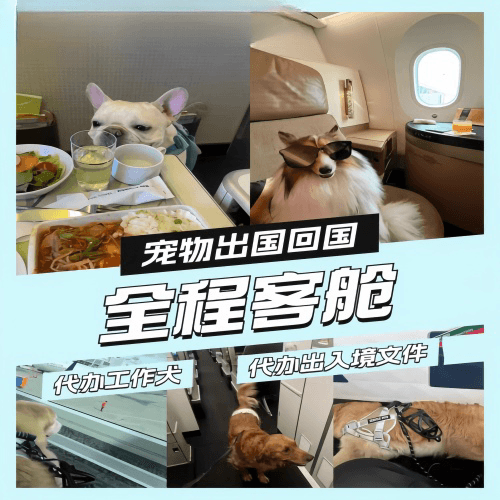 马鞍山市宠物托运到白俄罗斯宠物入境规定和要求